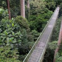 圖片-熱帶雨林研究中心（Rainforest Discovery Center）(圖文)