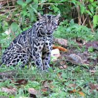 Tabin踏賓野生動物保護區(圖文)