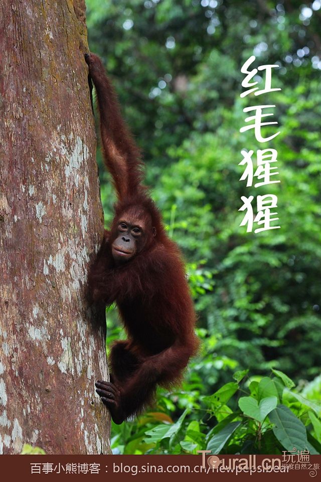 【山打根】瀕臨絕跡的紅毛猩猩