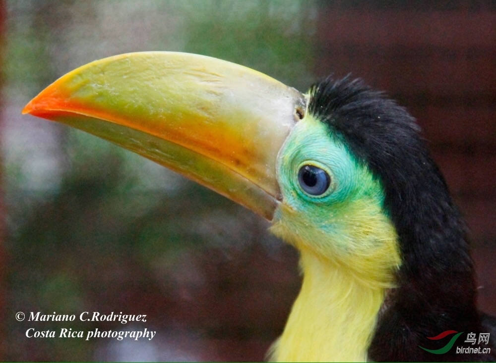 Keel billed toucan 彩虹巨嘴鳥