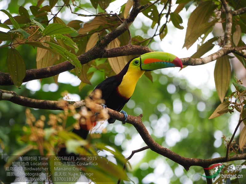 Keel billed toucan 彩虹巨嘴鳥