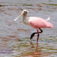 6月哥斯達黎加觀鳥 - 玫瑰琵嘴鷺 - roseate spoonbill