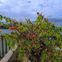 夏威夷茂宜島美麗植物園+海灘+捕鯨港（下）