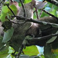 中美哥斯達黎加Tortuguero托土蓋羅3天2晚（第一天）